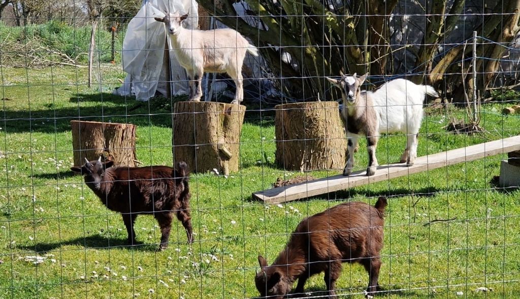 animaux de la Ferme de l’Étang à Trélévern – vacances nature en famille
