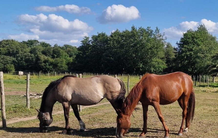 Location de gite au calme proche de Perros Guirec